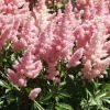 Astilbe Sister Theresa